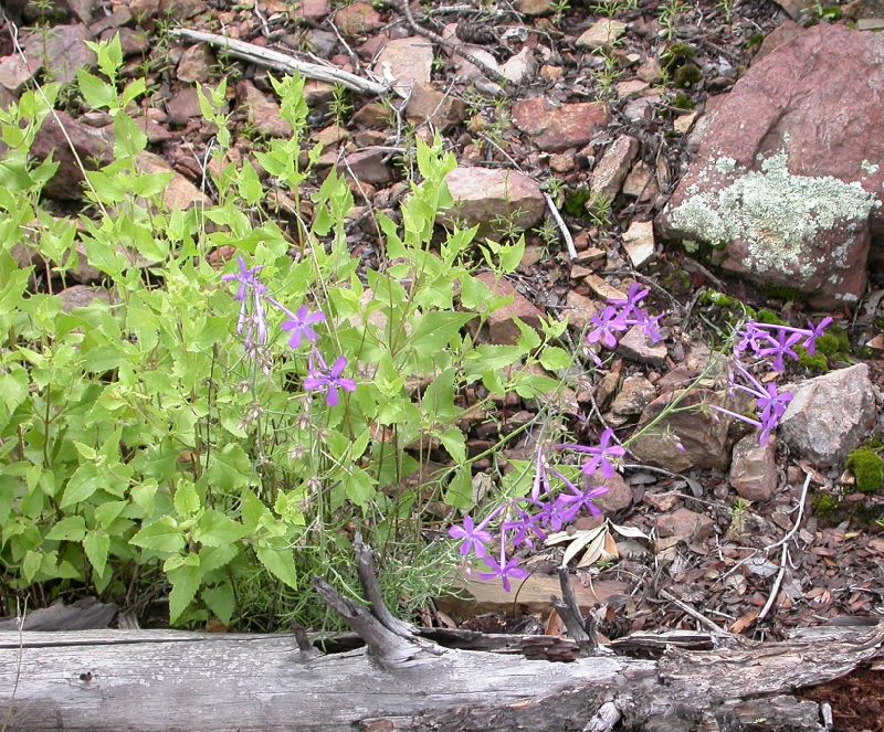Polemoniaceae Ipomopsis thurberi