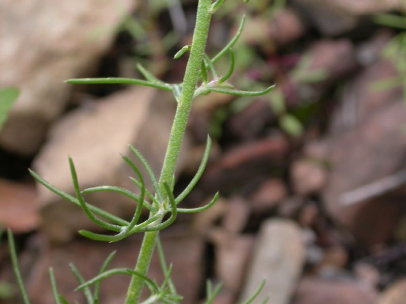 Polemoniaceae Ipomopsis thurberi