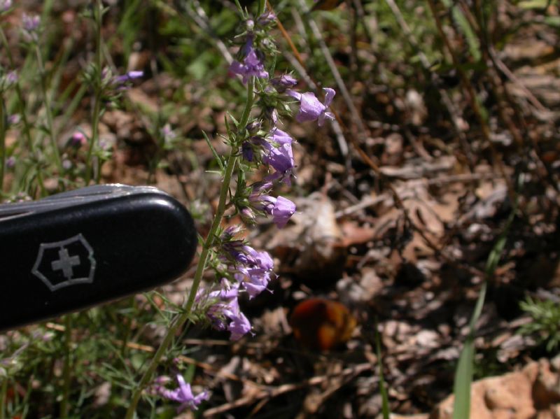 Polemoniaceae Ipomopsis macoumbii