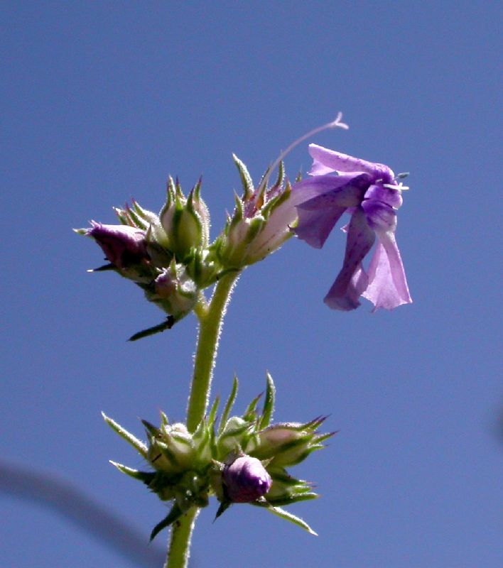 Polemoniaceae Ipomopsis macoumbii