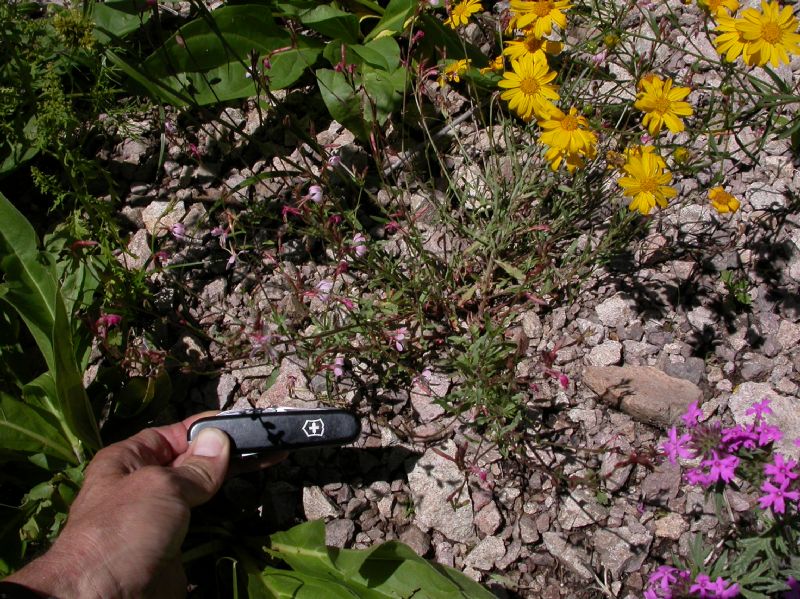 Onagraceae Oenothera hexandra