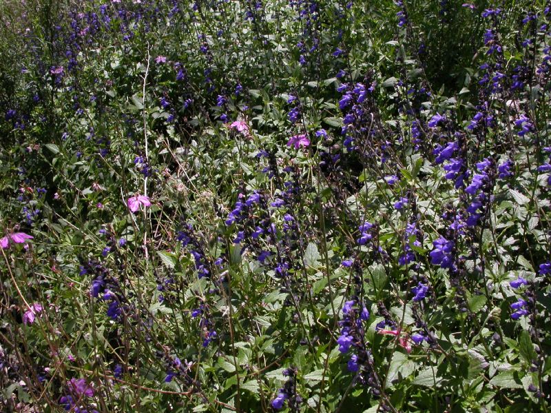 Lamiaceae Salvia arizonica