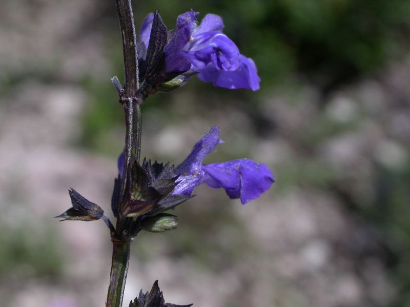 Lamiaceae Salvia arizonica