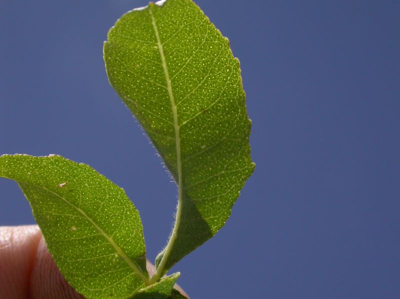 Rutaceae Ptelea trifoliata