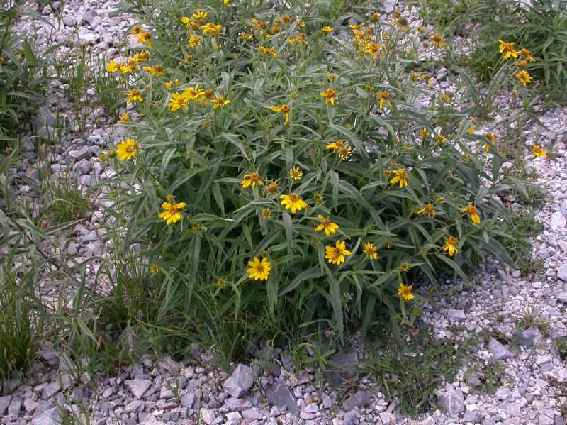 Asteraceae Verbesina longifolia