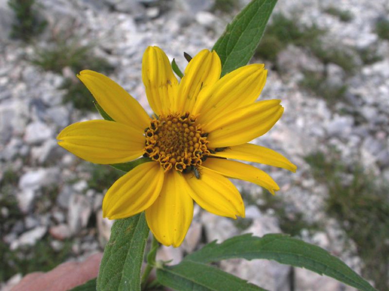 Asteraceae Verbesina longifolia