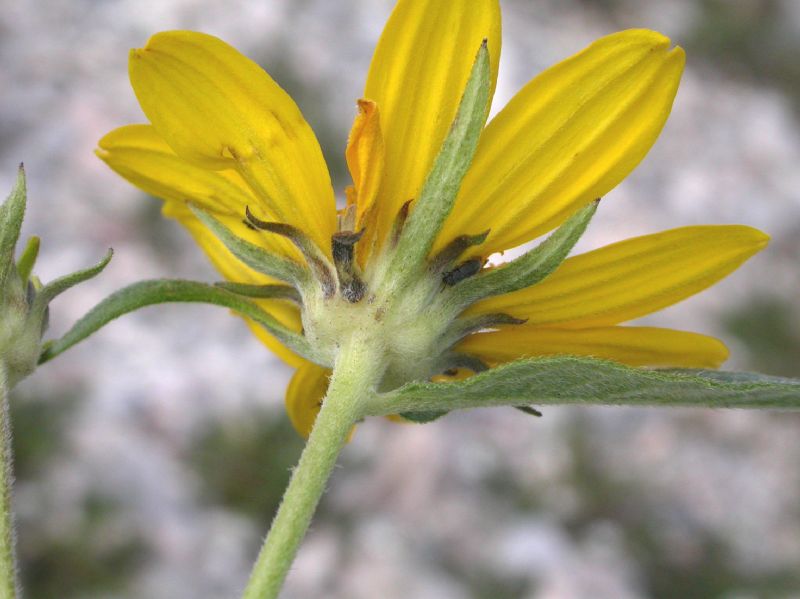 Asteraceae Verbesina longifolia