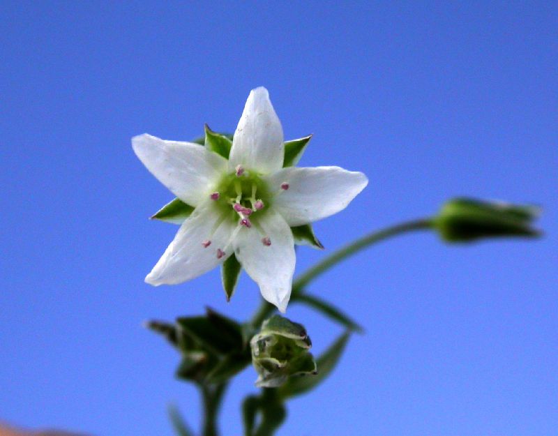 Caryophyllaceae Arenaria saxosa