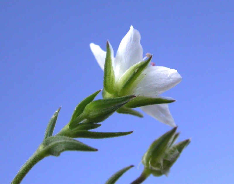 Caryophyllaceae Arenaria saxosa