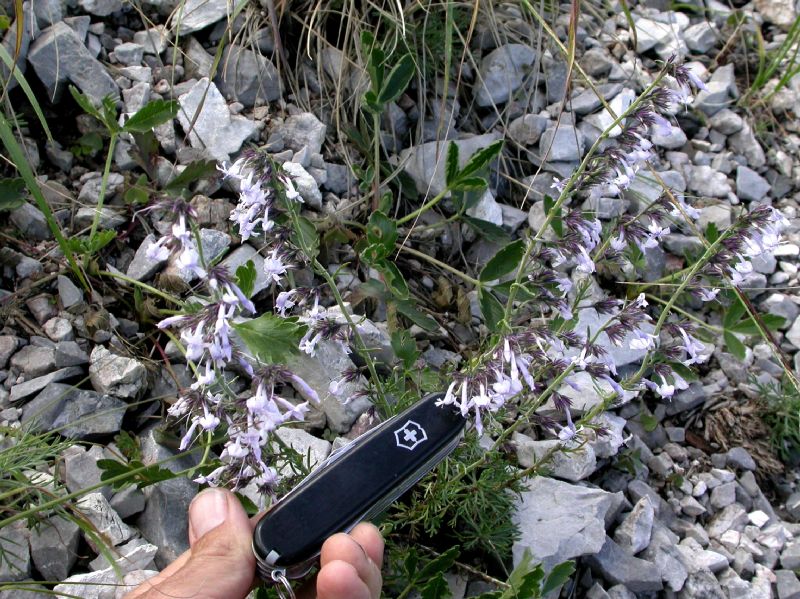 Polemoniaceae Ipomopsis macoumbii