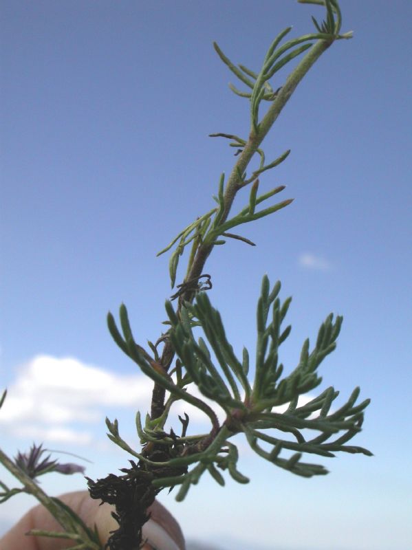 Polemoniaceae Ipomopsis macoumbii