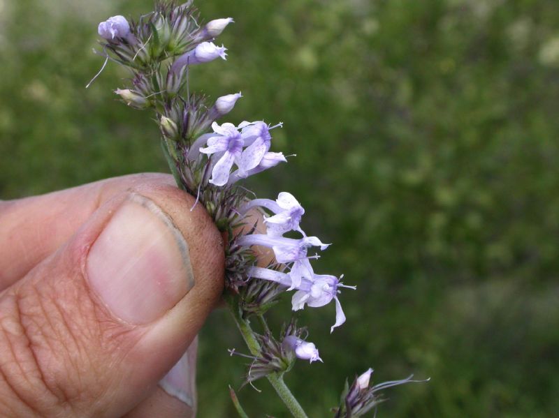 Polemoniaceae Ipomopsis macoumbii