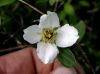 image of Philadelphus microphyllus