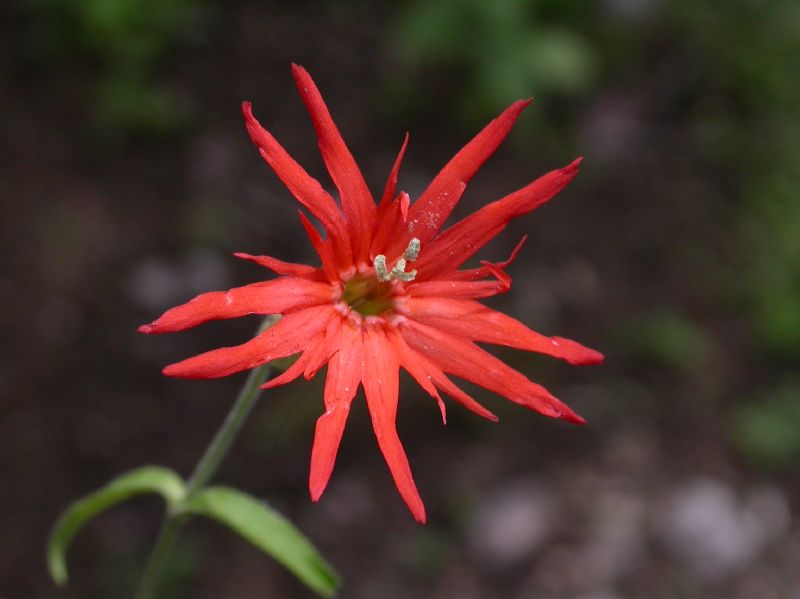 Caryophyllaceae Silene laciniata