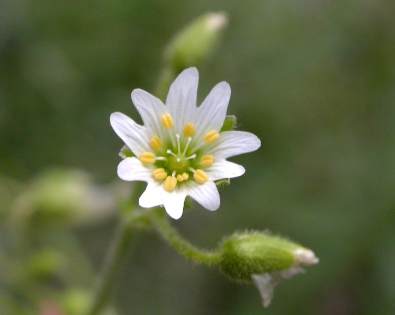 Caryophyllaceae Cerastium nutans