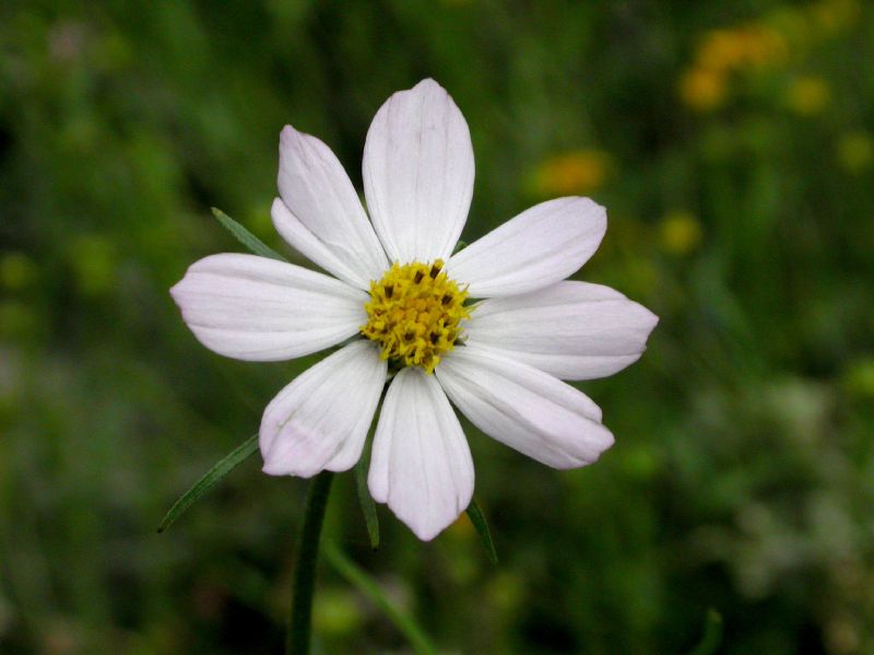 Asteraceae Cosmos parviflorus