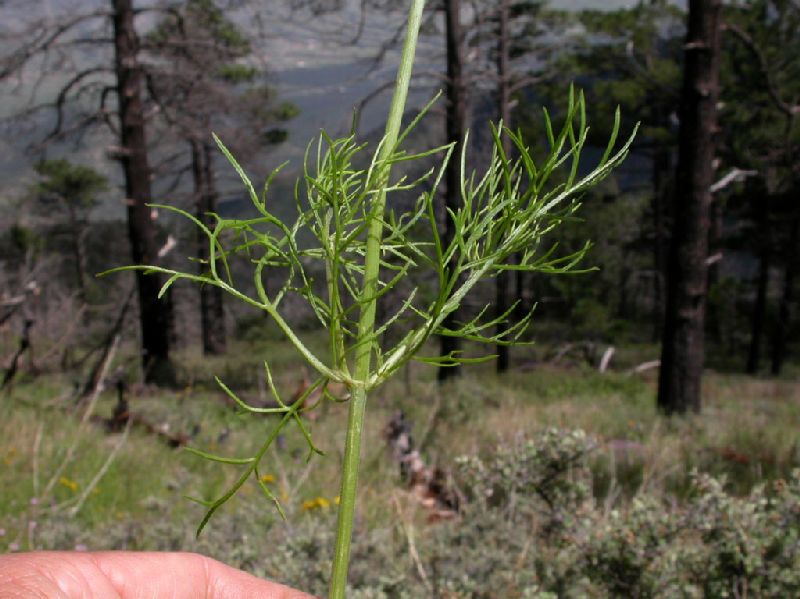 Asteraceae Cosmos parviflorus