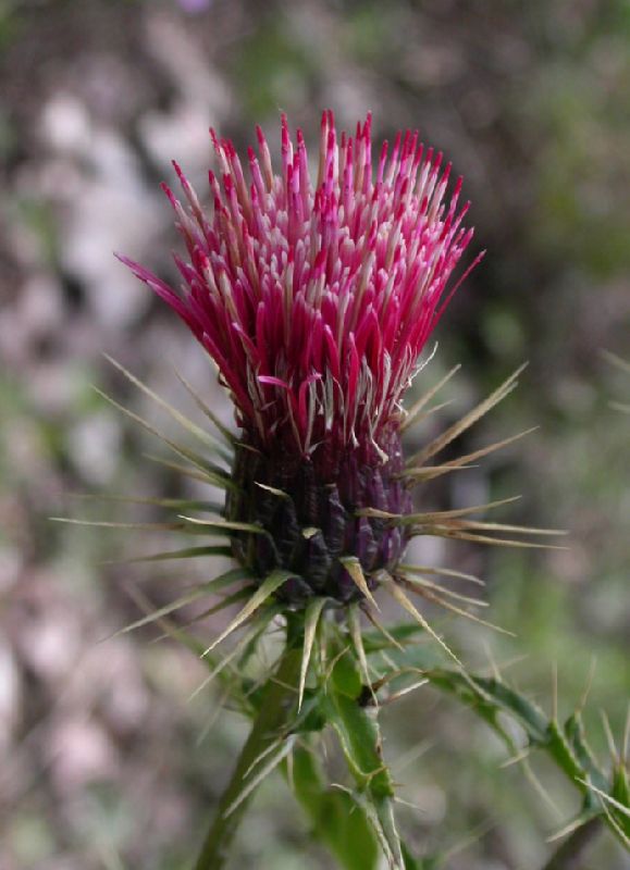 Asteraceae Cirsium rothrockii