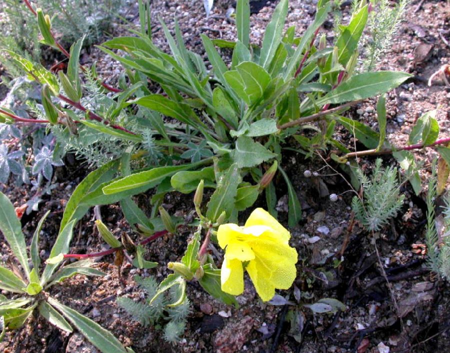 Onagraceae Oenothera elata