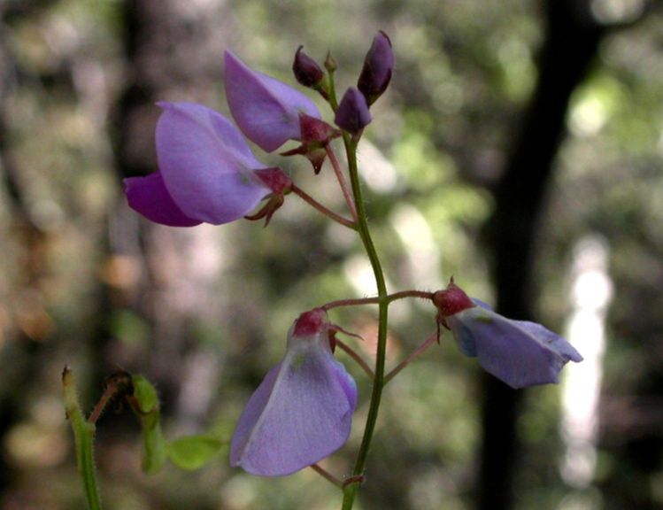 Fabaceae Desmodium batocaulon