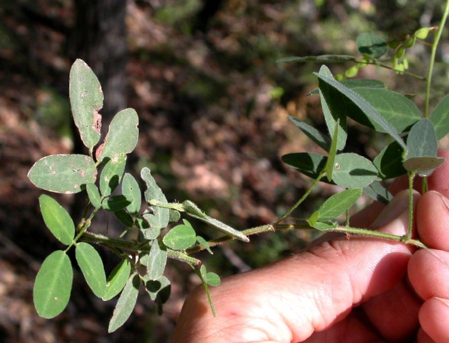 Fabaceae Desmodium batocaulon