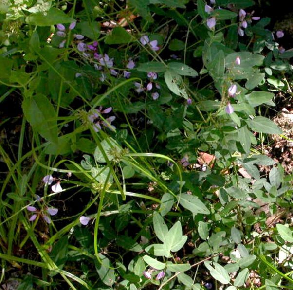 Fabaceae Desmodium batocaulon