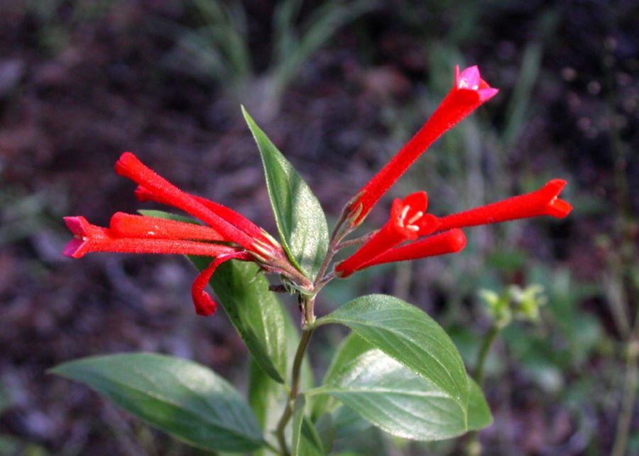 Rubiaceae Bouvardia ternifolia