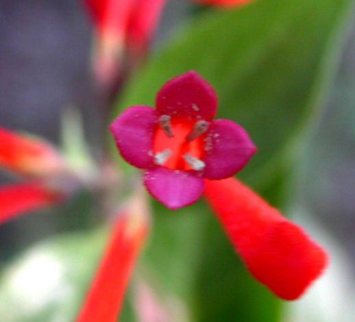 Rubiaceae Bouvardia ternifolia