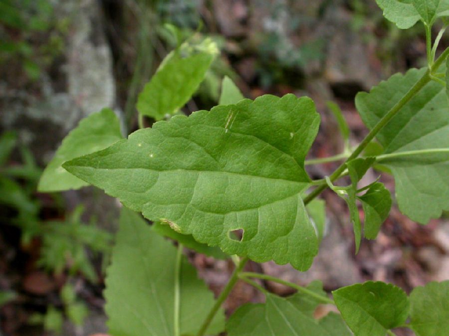 Asteraceae Ageratina herbacea