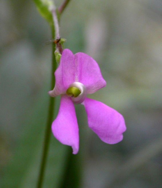 Fabaceae Phaseolus angustissimus