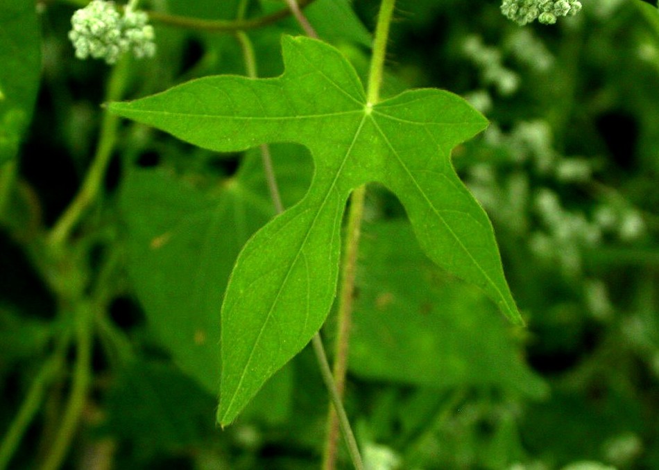 Convolvulaceae Ipomoea cristulata