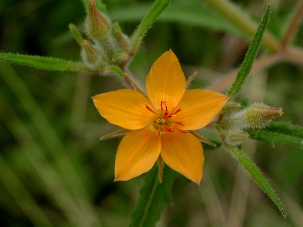 Loasaceae Mentzelia asperula