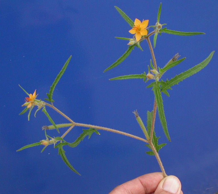 Loasaceae Mentzelia asperula