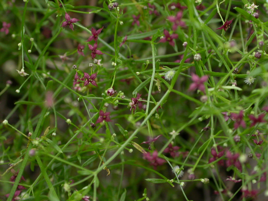 johnanz Galium wrightii