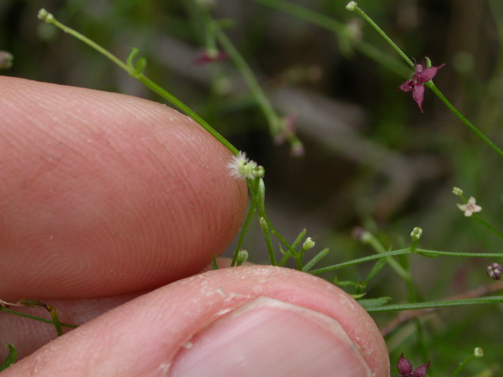 Rubiaceae Galium wrightii