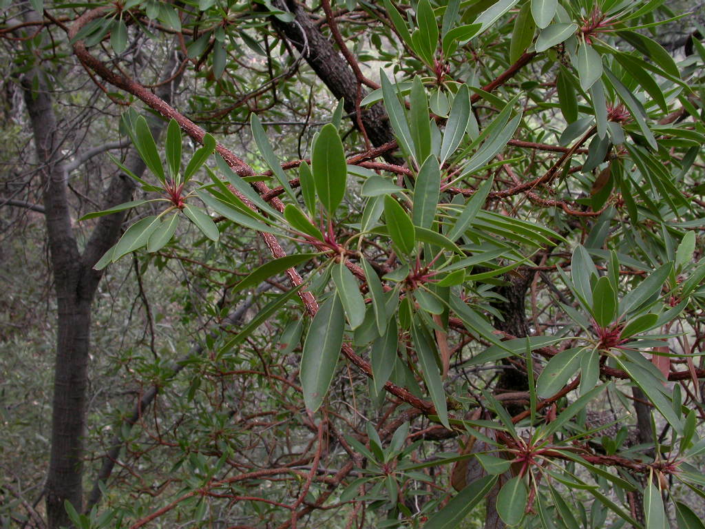 Ericaceae Arbutus arizonica