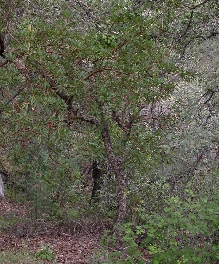 Ericaceae Arbutus arizonica