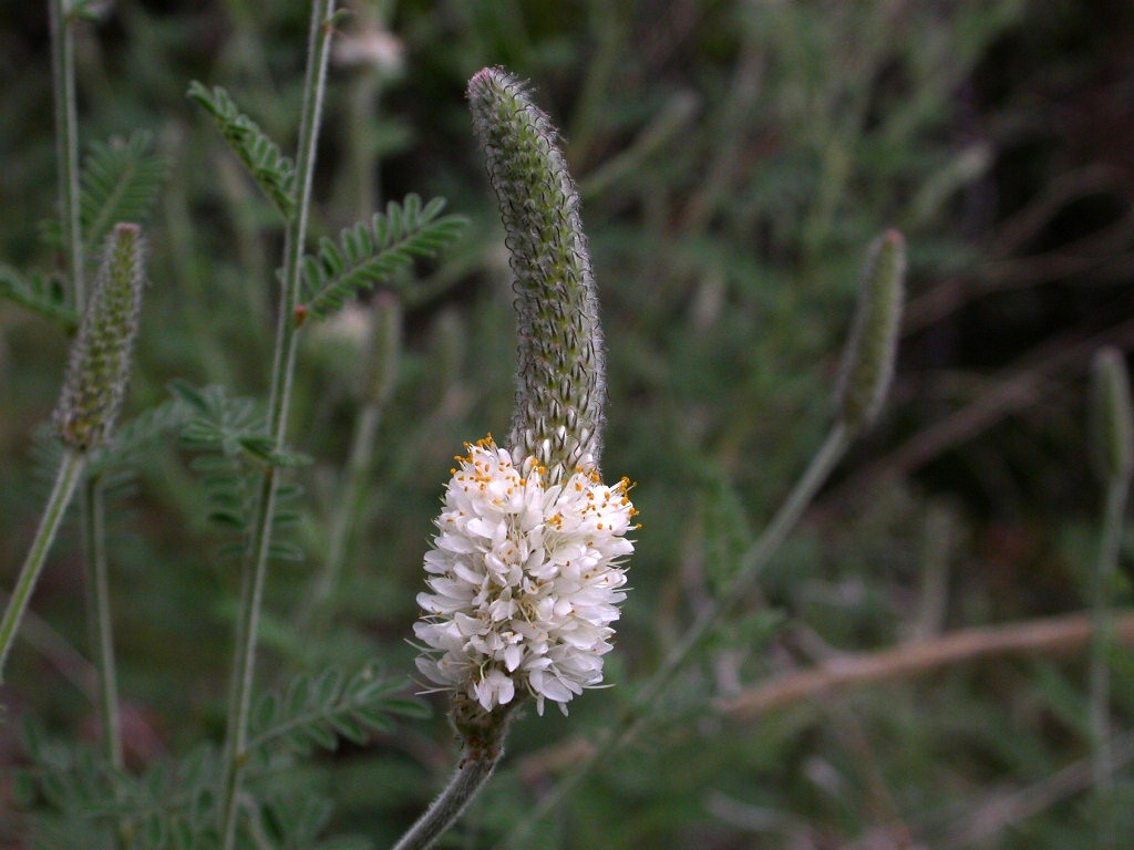 Fabaceae Dalea albiflora