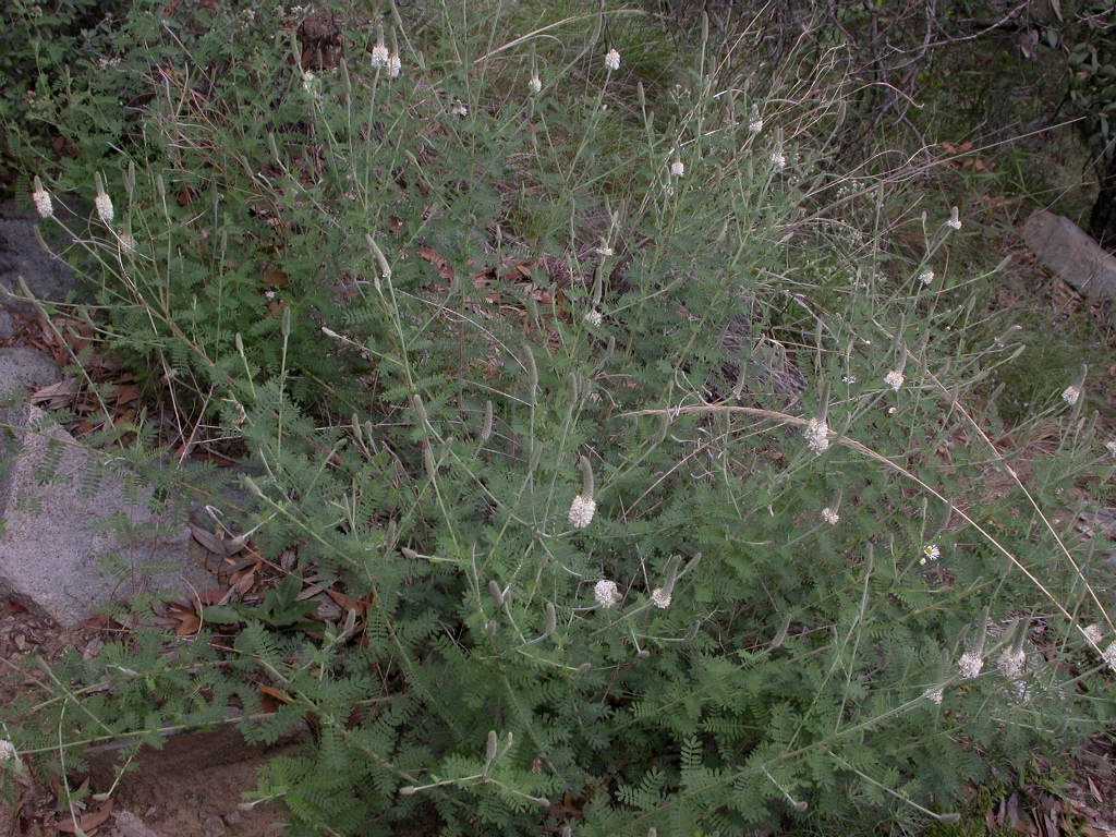 Fabaceae Dalea albiflora