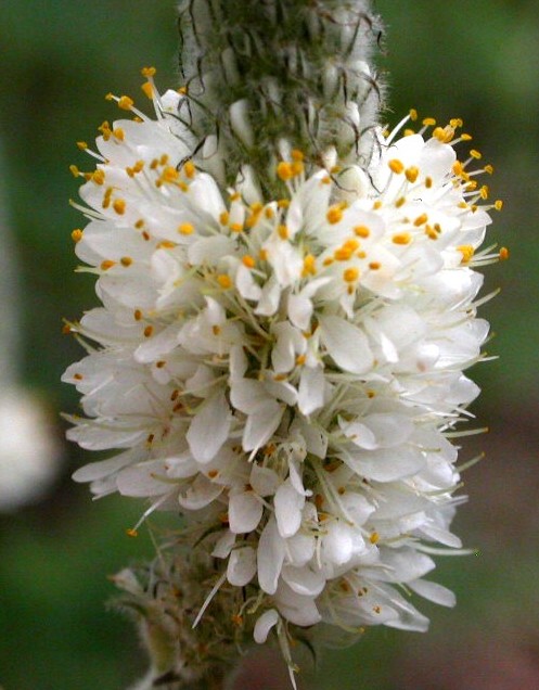 Fabaceae Dalea albiflora