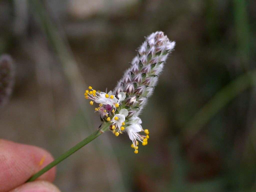 Fabaceae Dalea 