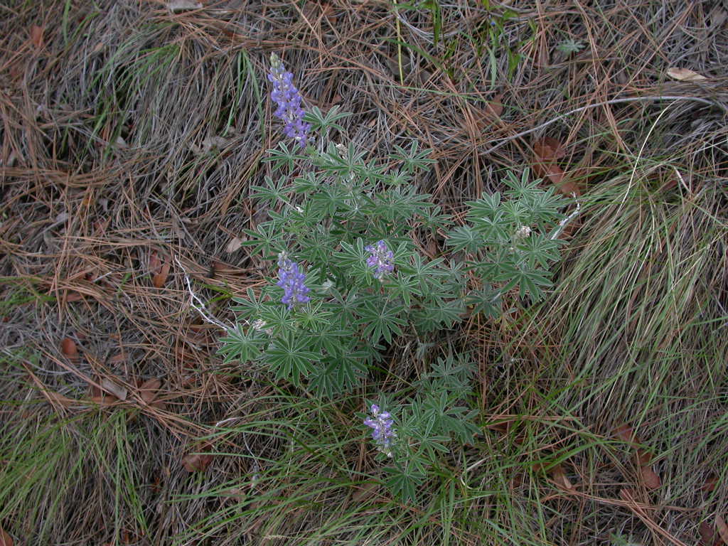 Fabaceae Lupinus lemmonii