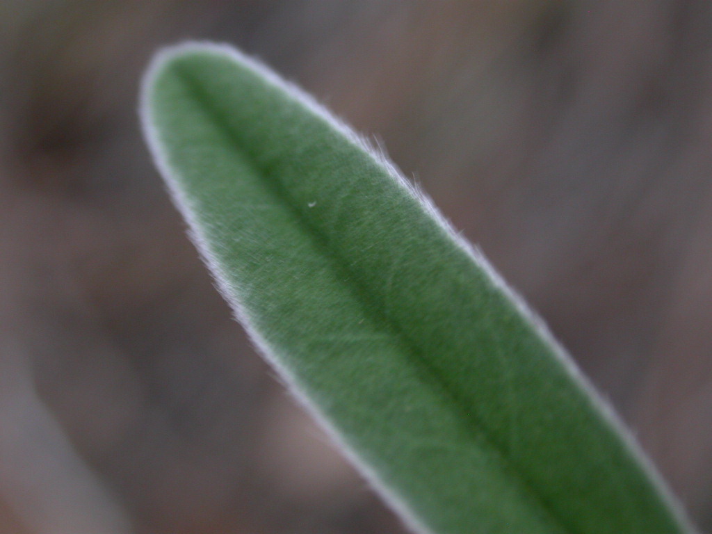 Fabaceae Lupinus lemmonii