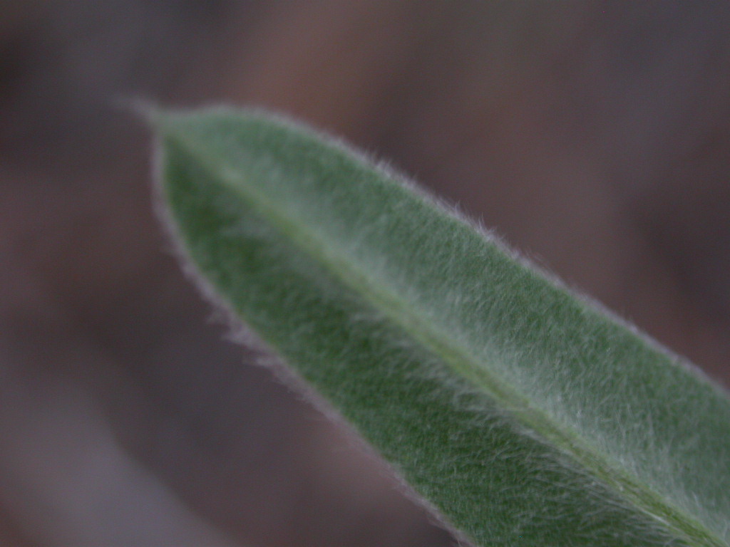 Fabaceae Lupinus lemmonii