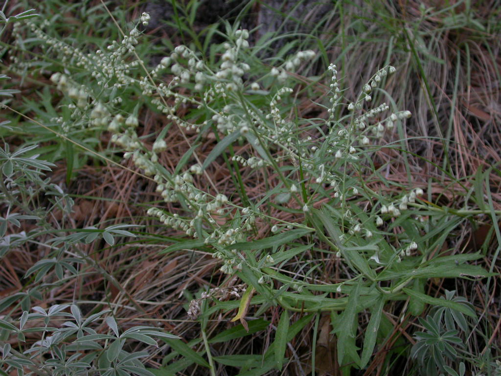 Asteraceae Artemisia ludoviciana