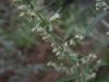 image of Artemisia ludoviciana