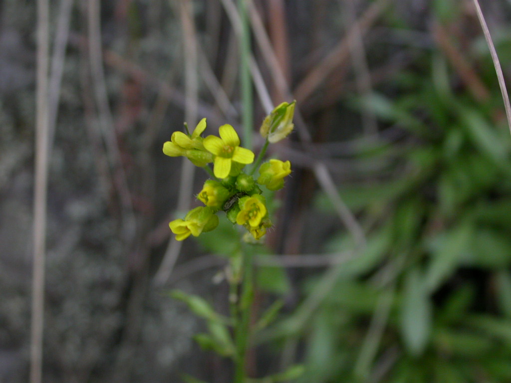 Brassicaceae Draba petrophila