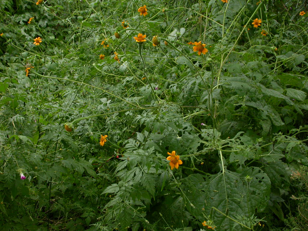 Asteraceae Tithonia thurberi