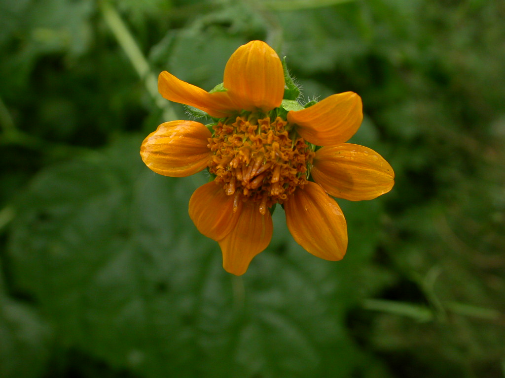 Asteraceae Tithonia thurberi