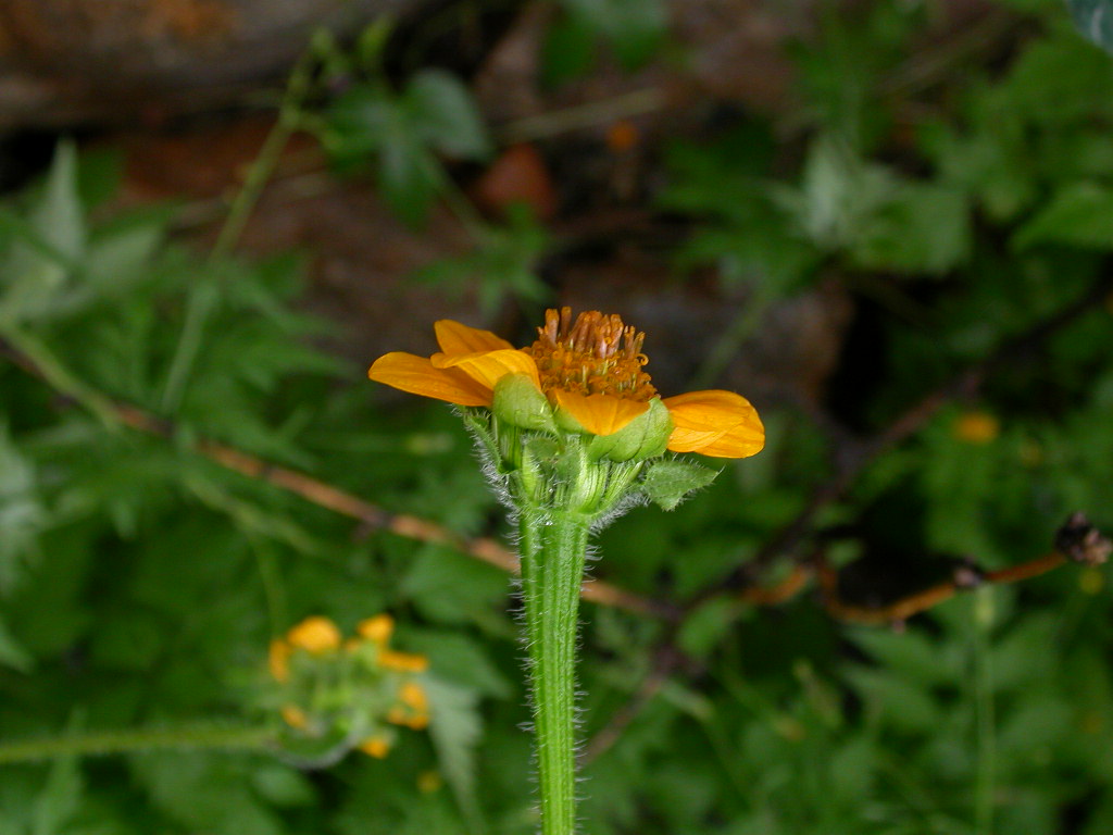 Asteraceae Tithonia thurberi